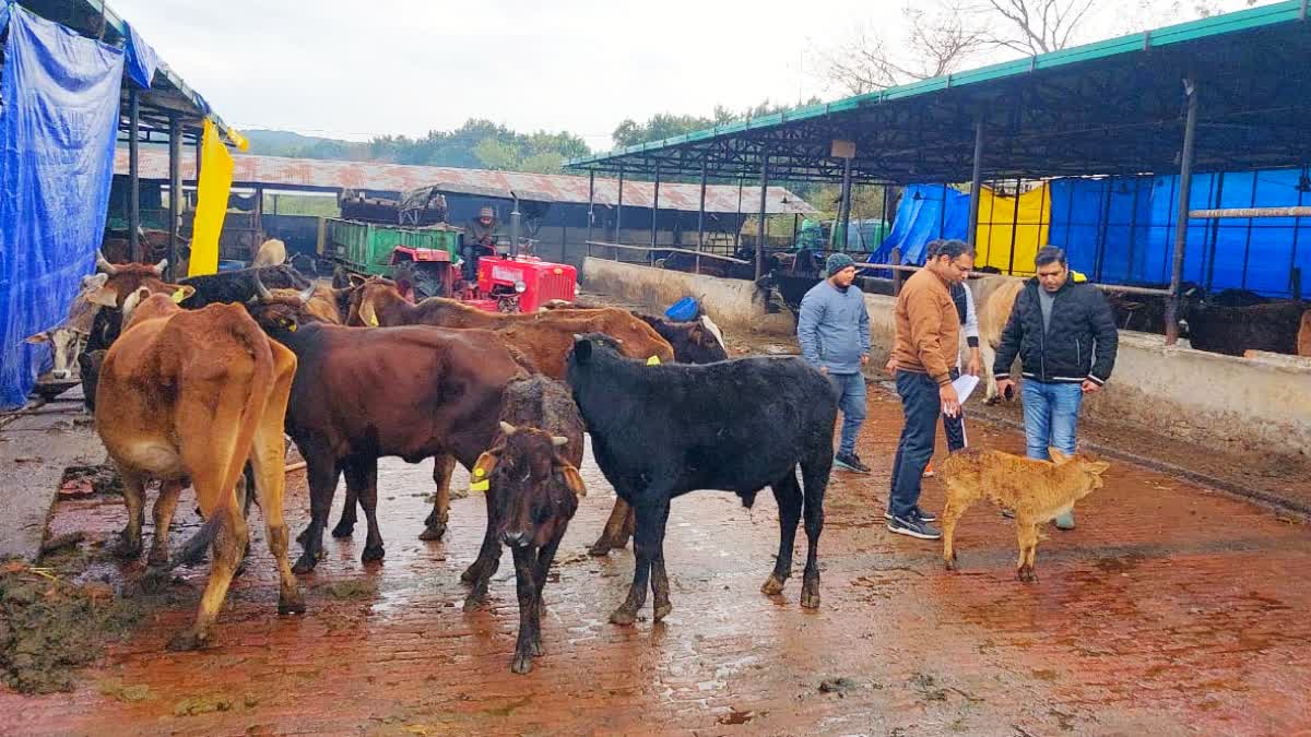 Cows Death in Kanji House