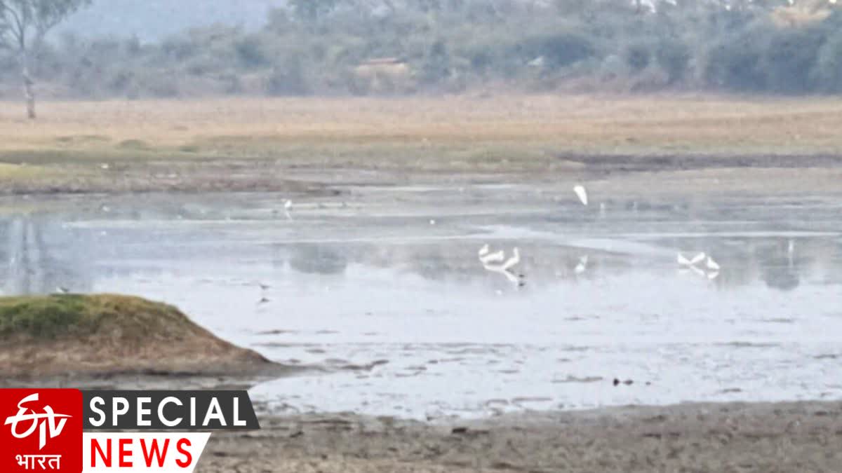 Migratory Birds In Amravati