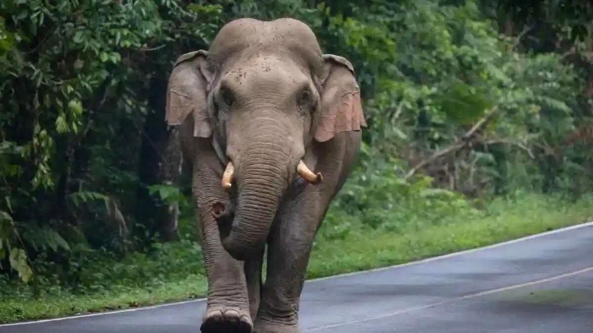 elephant died with current