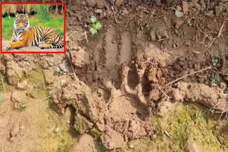 Farmers_Found_Tiger_Footprint_In_Gangavaram