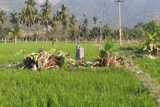 Elephant_Attack_On_Crop_Fields_in_Tirupathi_District