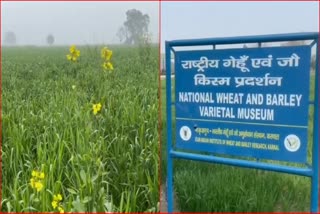 Wheat Crop in Haryana