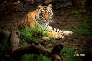 satpura tiger reserve video viral