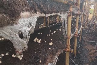 fire in mushroom farm