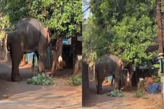 Elephant Attack In Thrissur  തൃശൂരില്‍ ആന ഇടഞ്ഞു  ചൊവ്വന്നൂര്‍ ആന  ആന ആക്രമണം തൃശൂര്‍