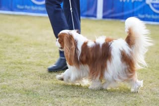 jabalpur national level dog show