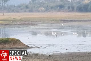 Migratory Birds In Amravati