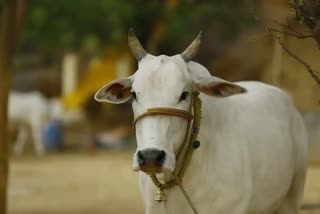 Caught for slaughtering cow  VHP Moradabad Head Arrested  വർഗീയ സംഘർഷം സൃഷ്‌ടിക്കാന്‍  പശുവിനെ കശാപ്പു ചെയാന്‍ പണം നല്‍കി
