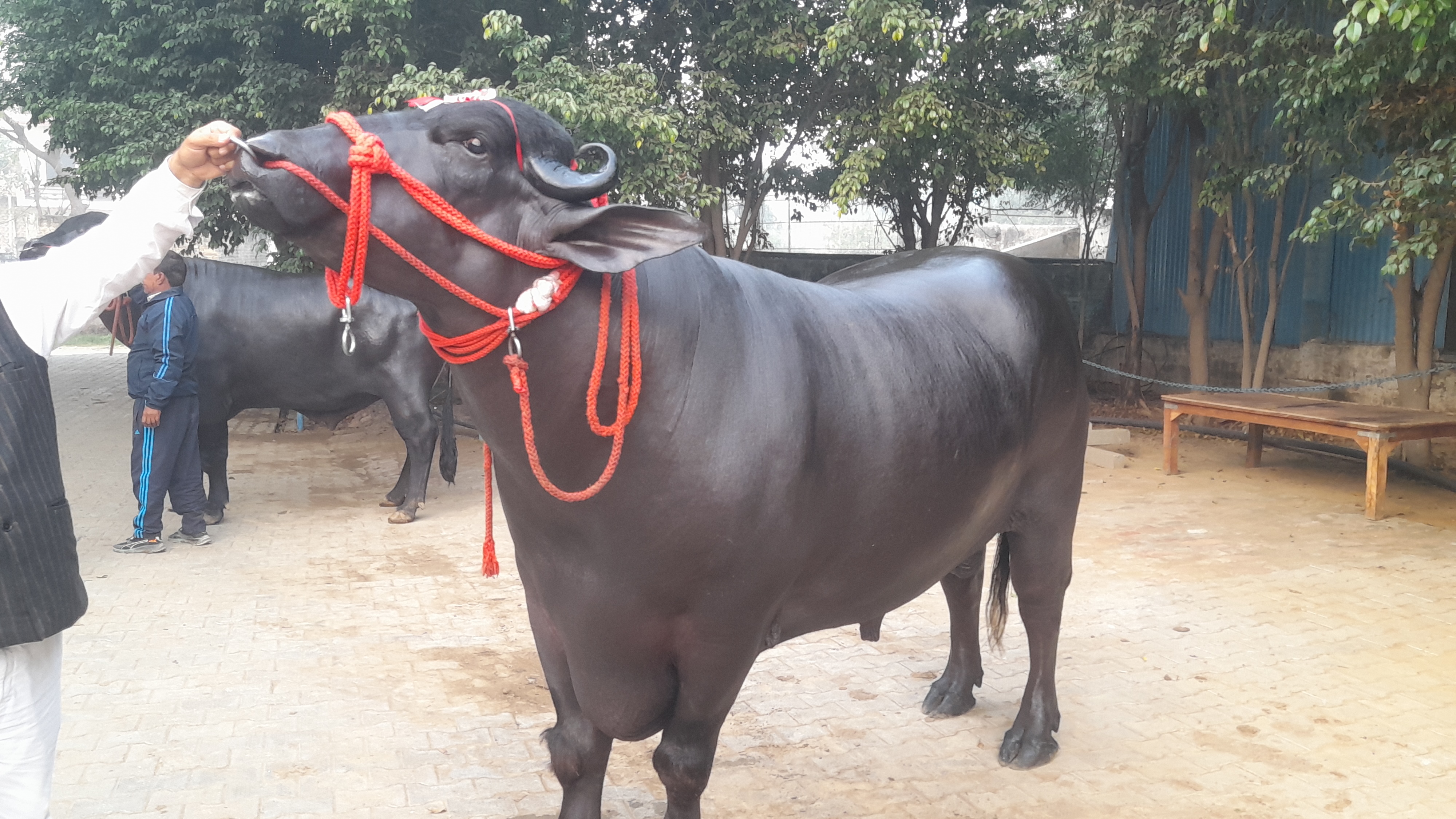 panipat golu 2 buffalo