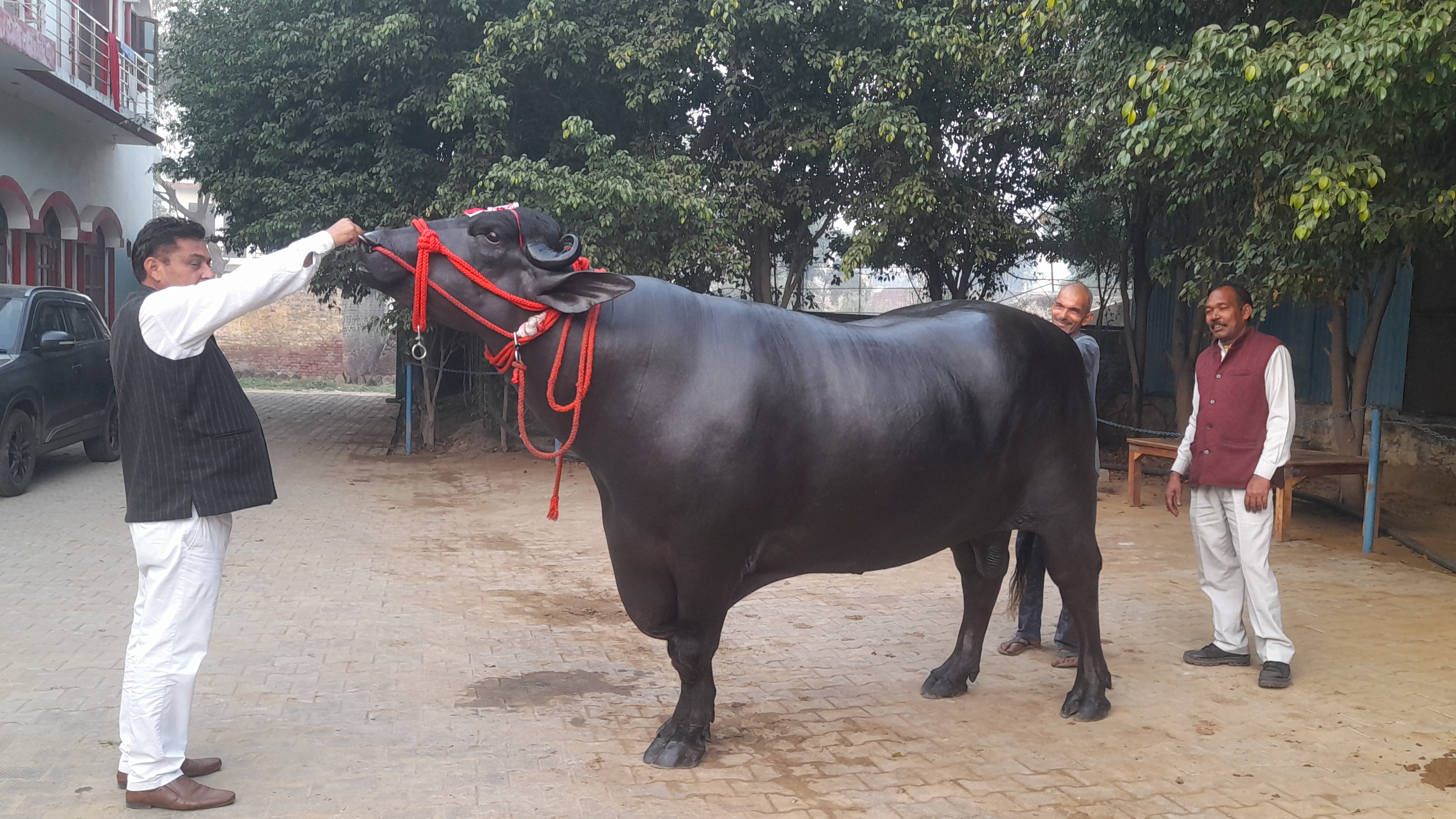 panipat golu 2 buffalo