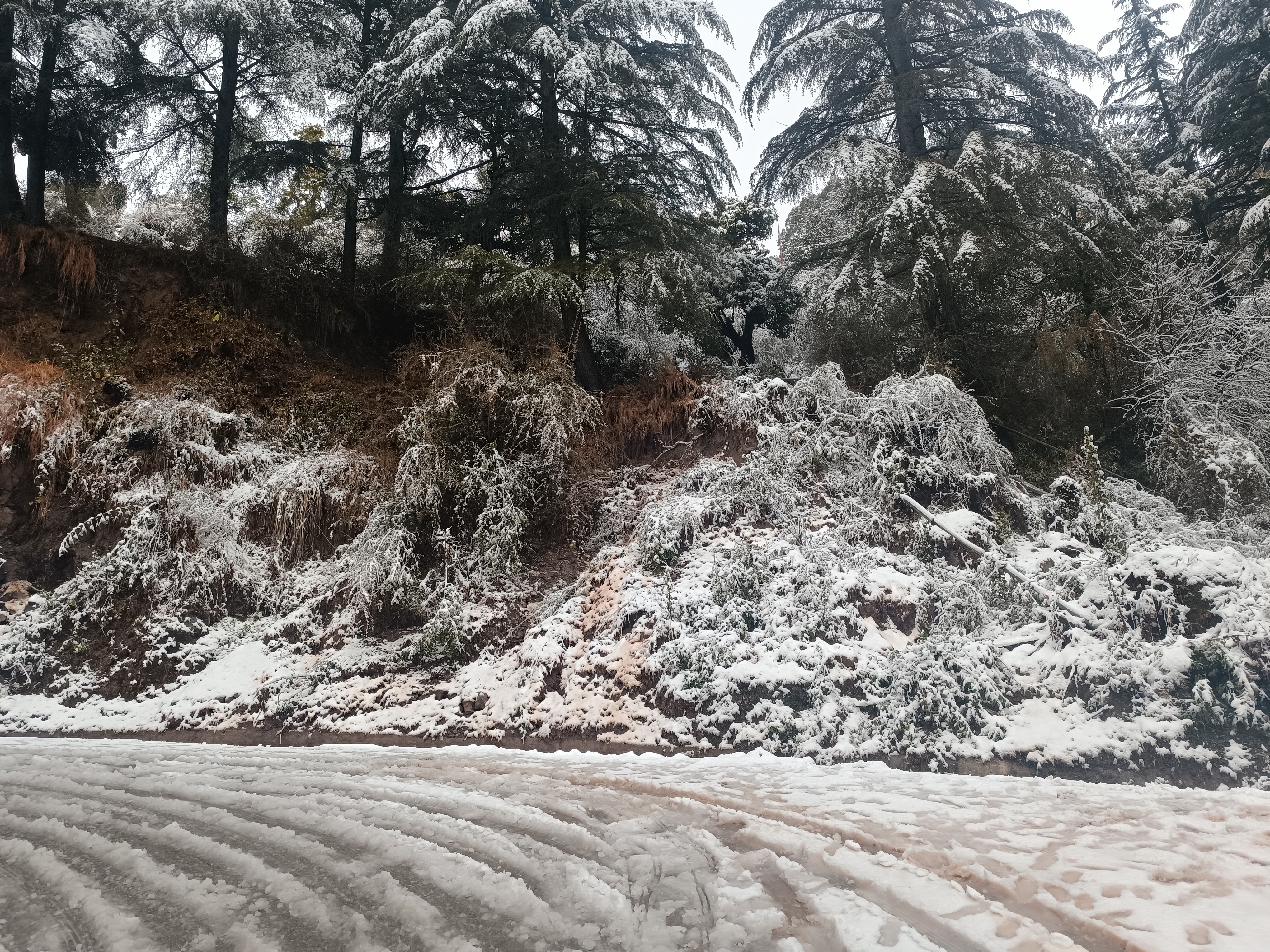 Snowfall In Dharamshala Himachal