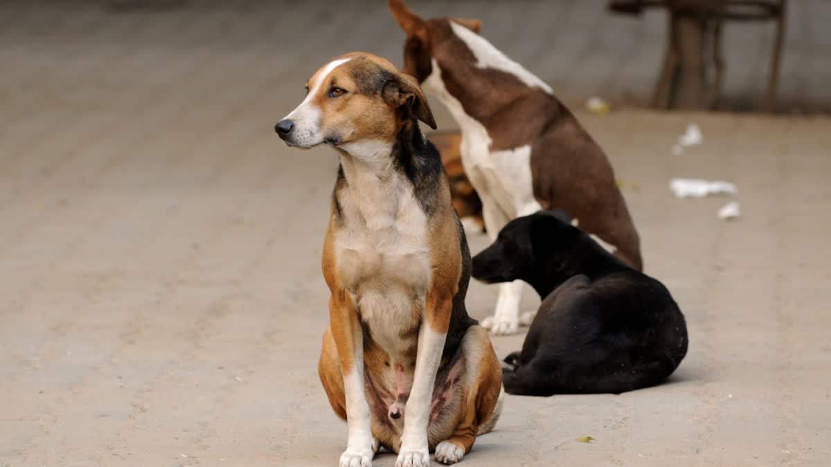 dogs playing with skulls