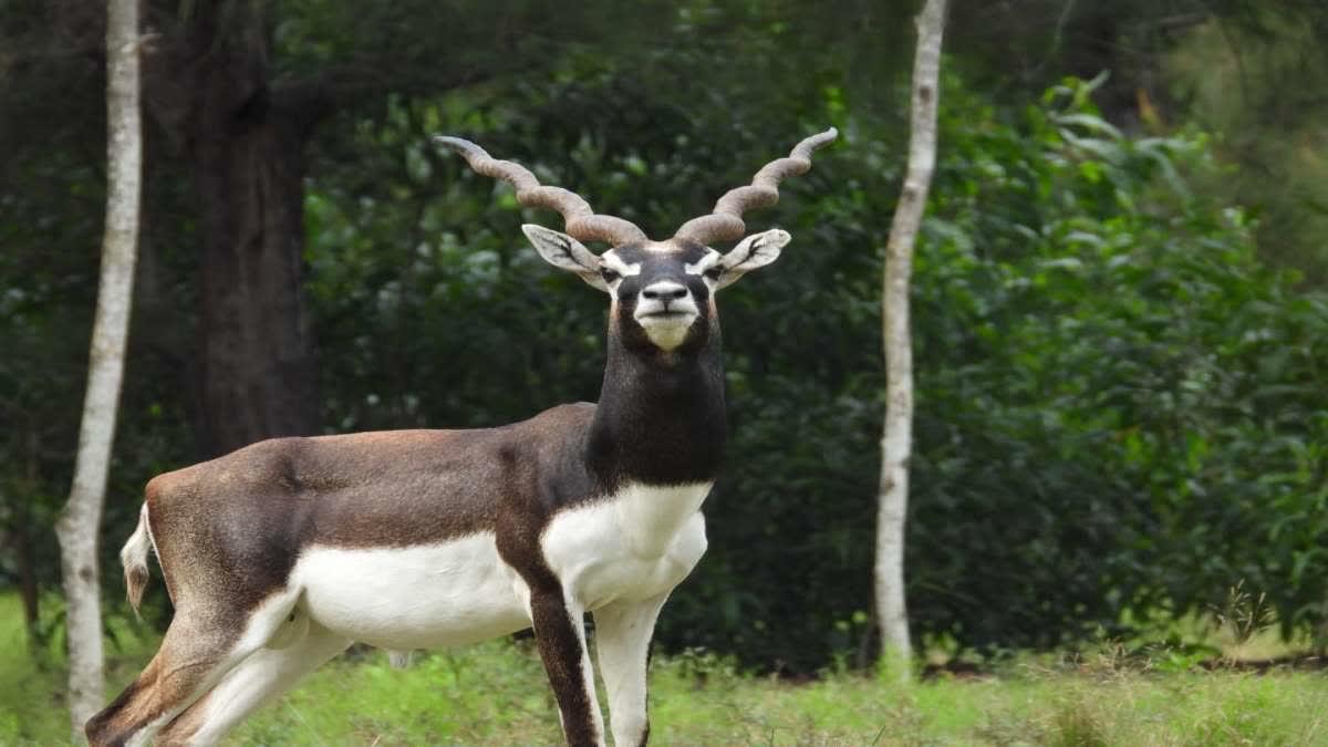 Blackbuck Death At Balukhand  Wildlife Sanctuary