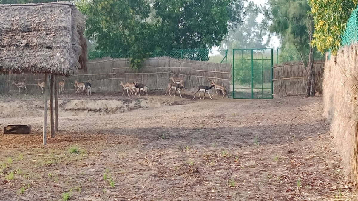 Nine Black Bucks Die In Two Months, Puri Forest Department Conservation Plan Hits Roadblock