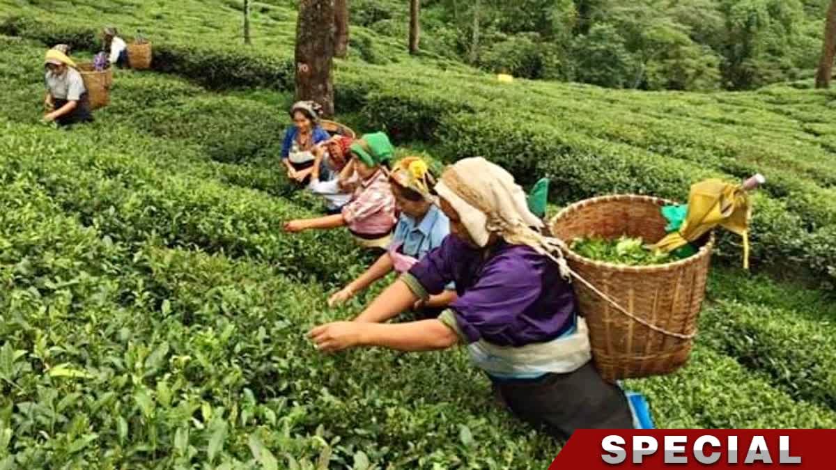 Union Budget 2025 disappointed Tea and Tourism Sector of North Bengal