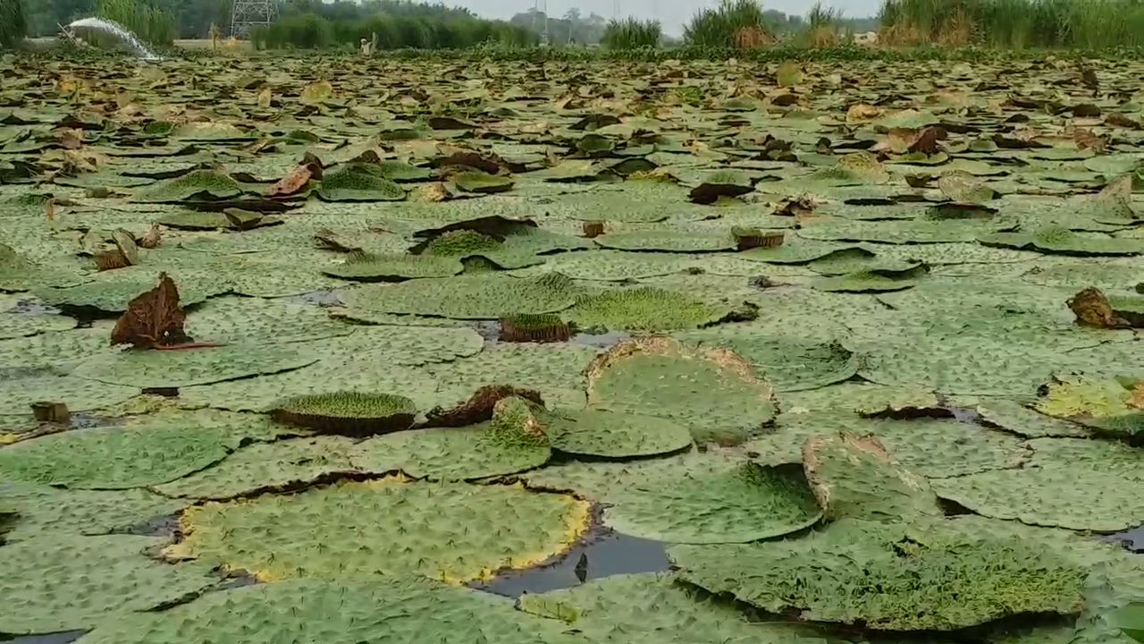 MAKHANA BOARD IN BIHAR