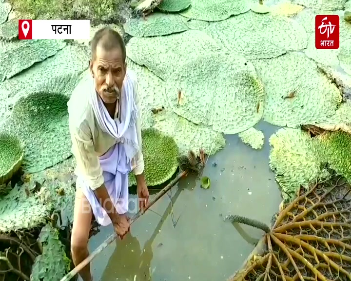 MAKHANA BOARD IN BIHAR