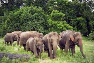 ELEPHANT RAMPAGE IN KORBA