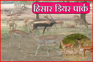 Hissar Deer Park