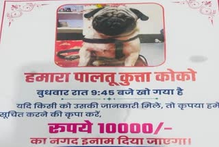 Chhatarpur dog missing posters