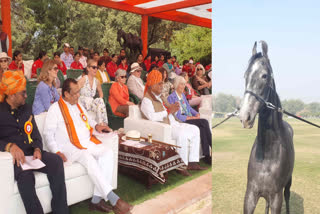 MARWARI HORSE SHOW JODHPUR