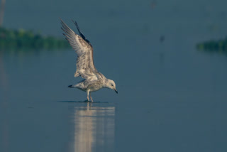 Deepor Beel Ramsar Site