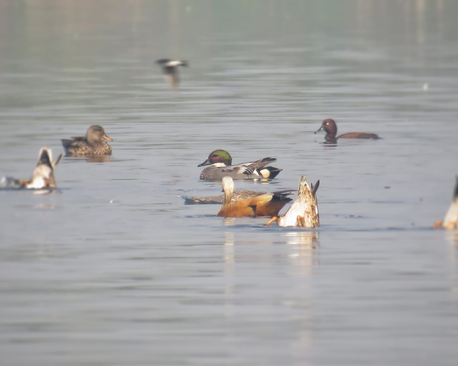 Deepor Beel Ramsar Site