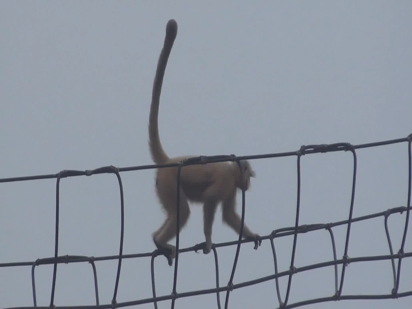 Hanging Bridge for rare golden langur at Kakaijana in Bongaigaon