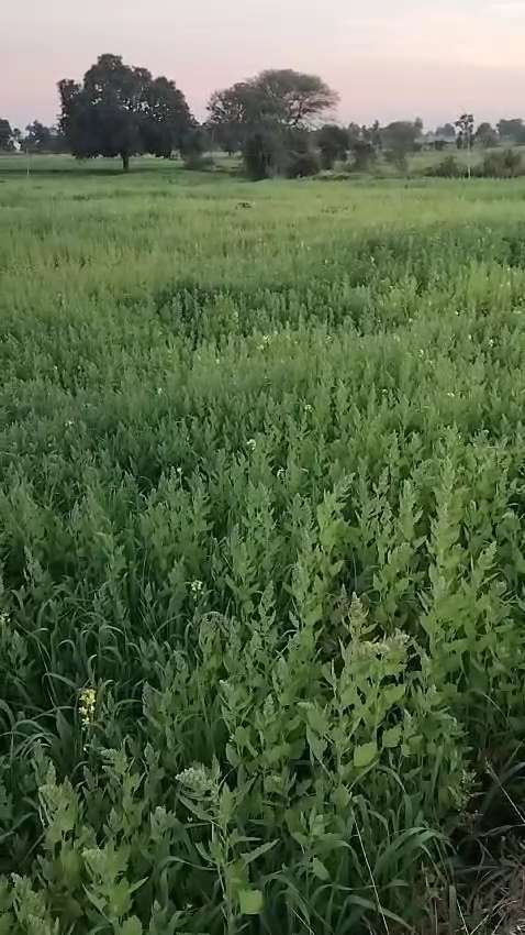 JABALPUR QUINOA farming