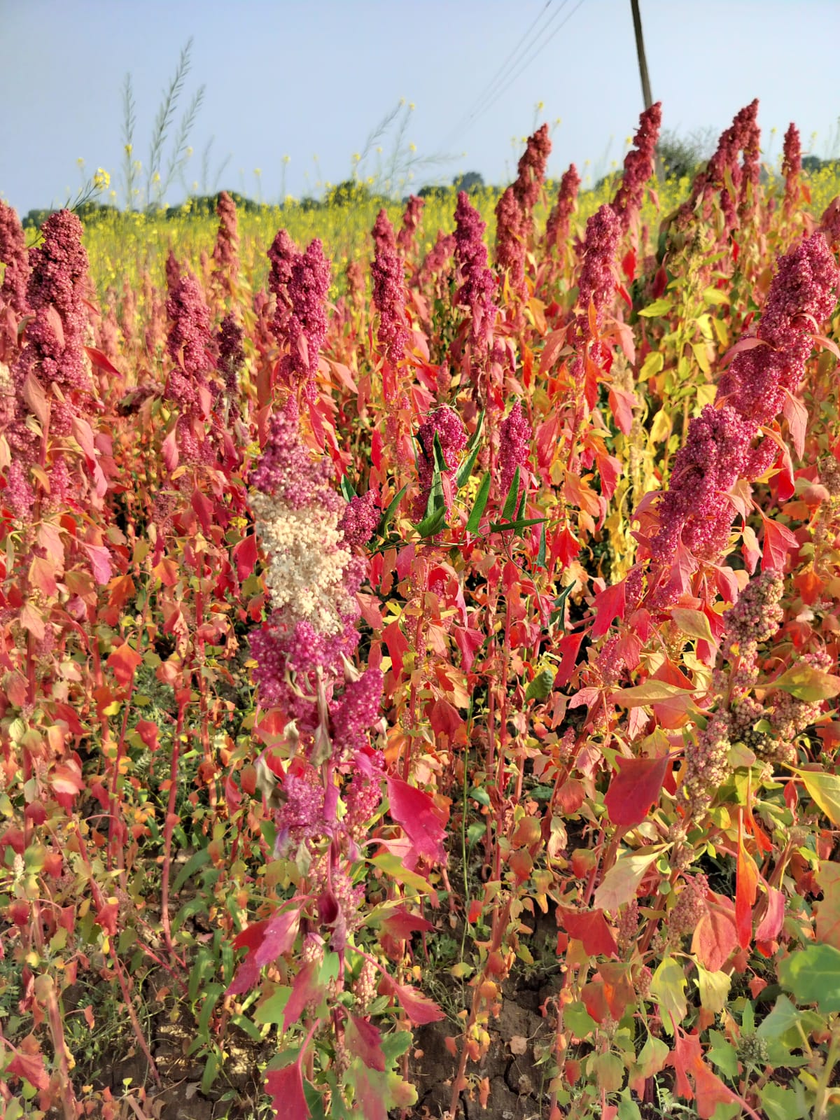 Benefits of Quinoa Seeds