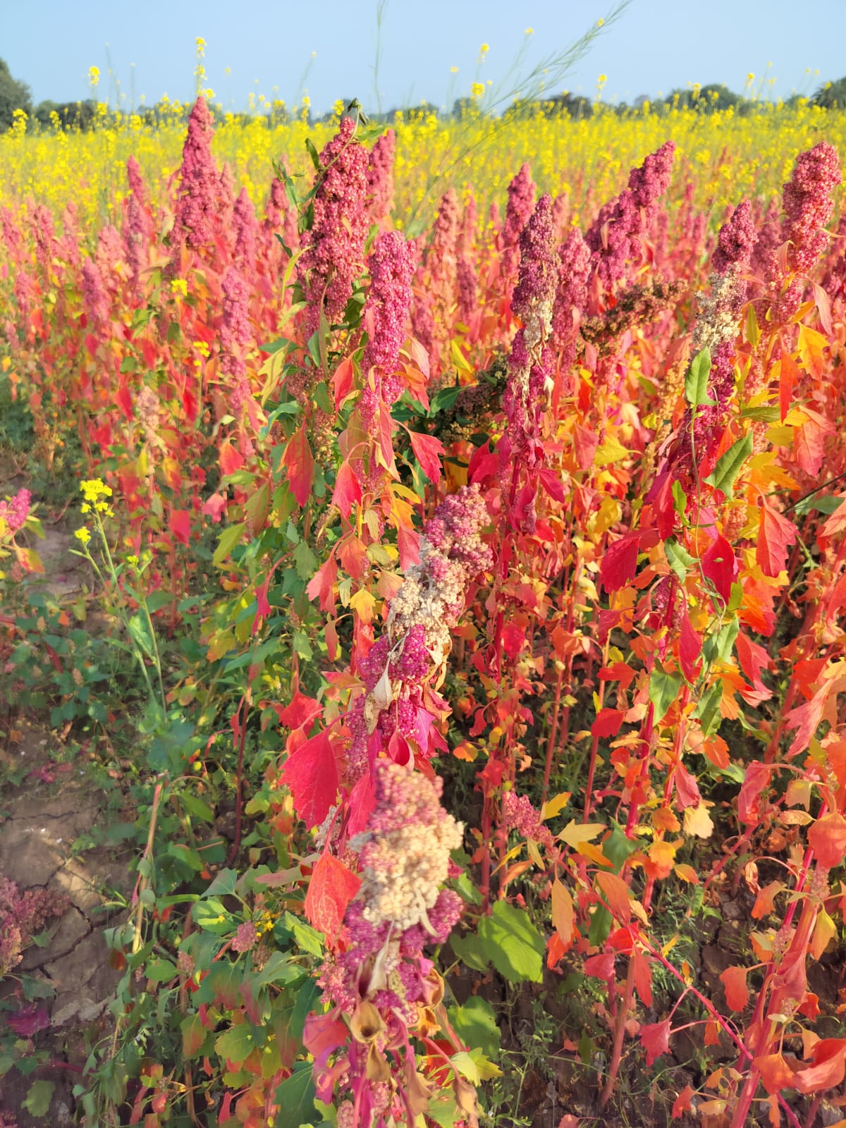 American super food quinoa crop