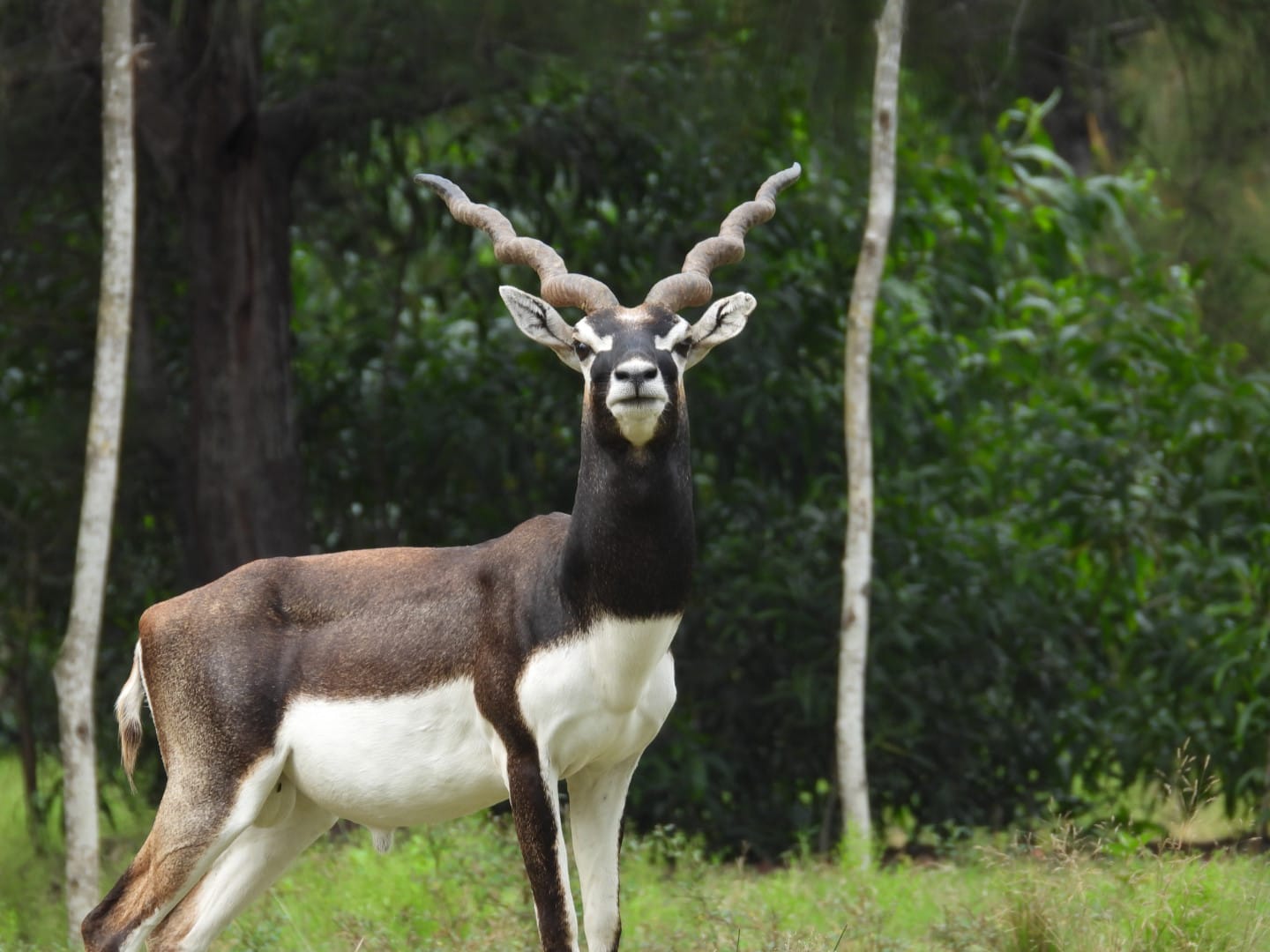 Blackbuck Death