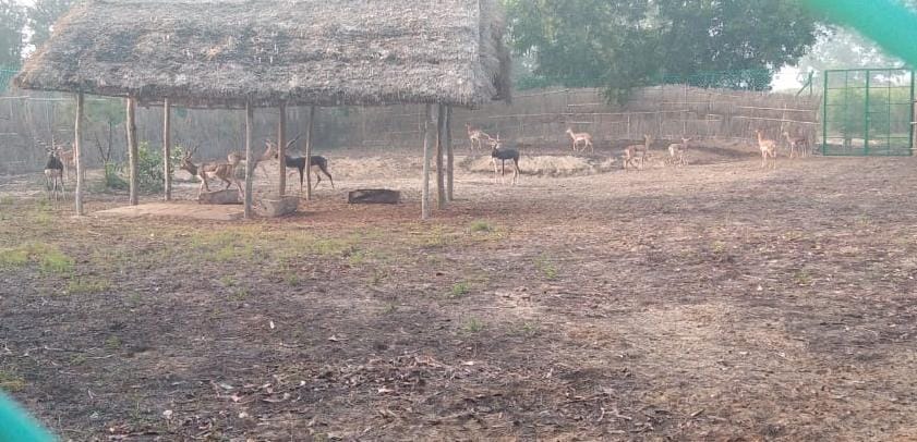 Blackbuck Death