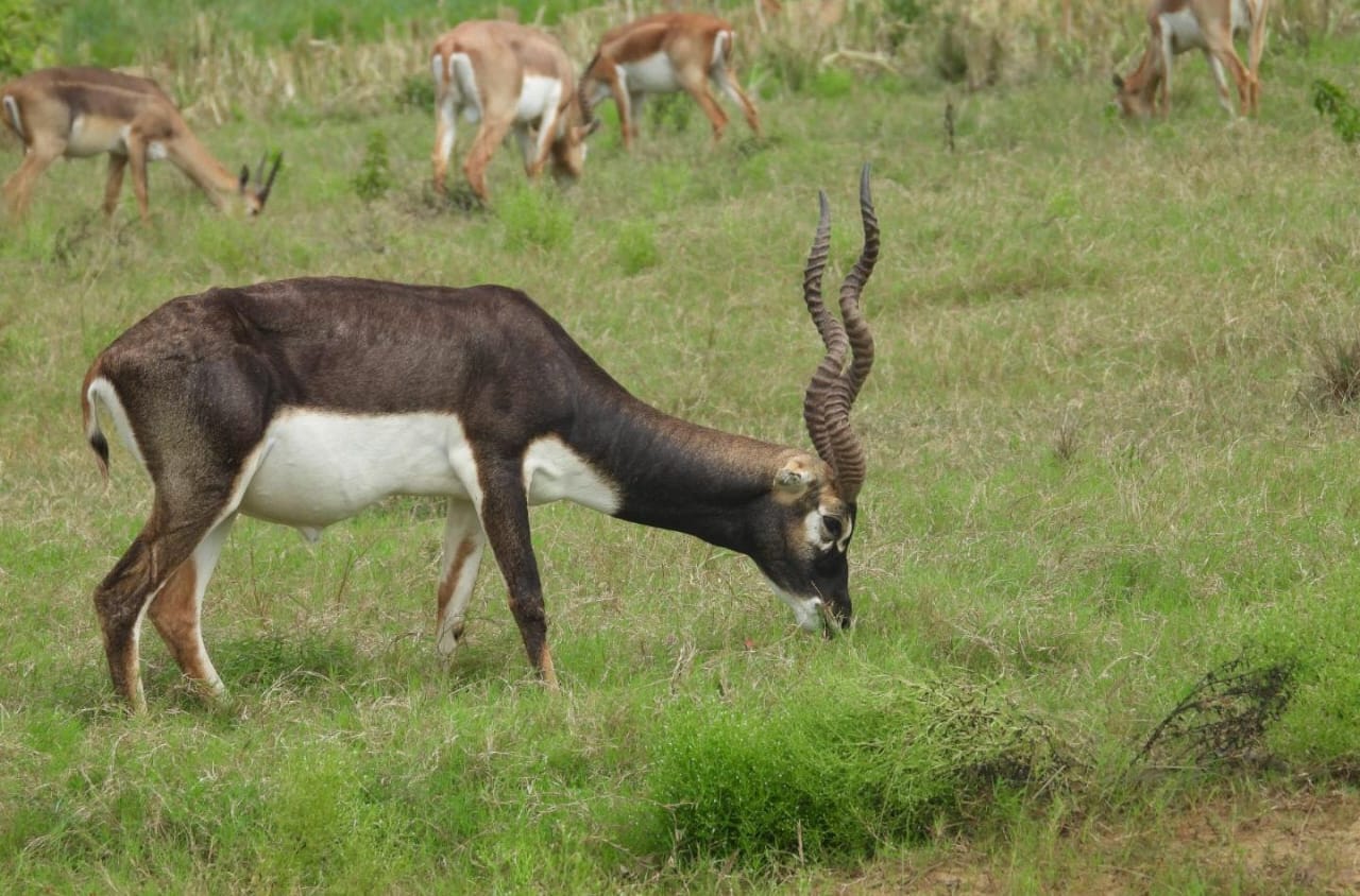 Blackbuck Death