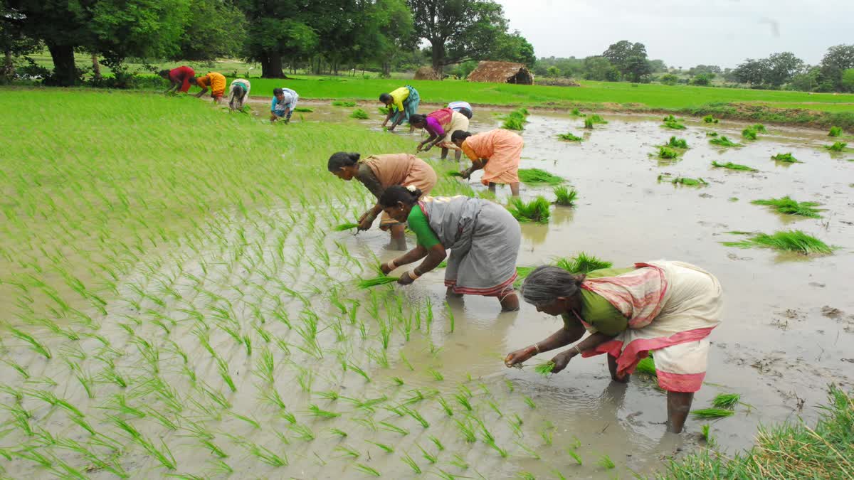 Kharif and Rabi