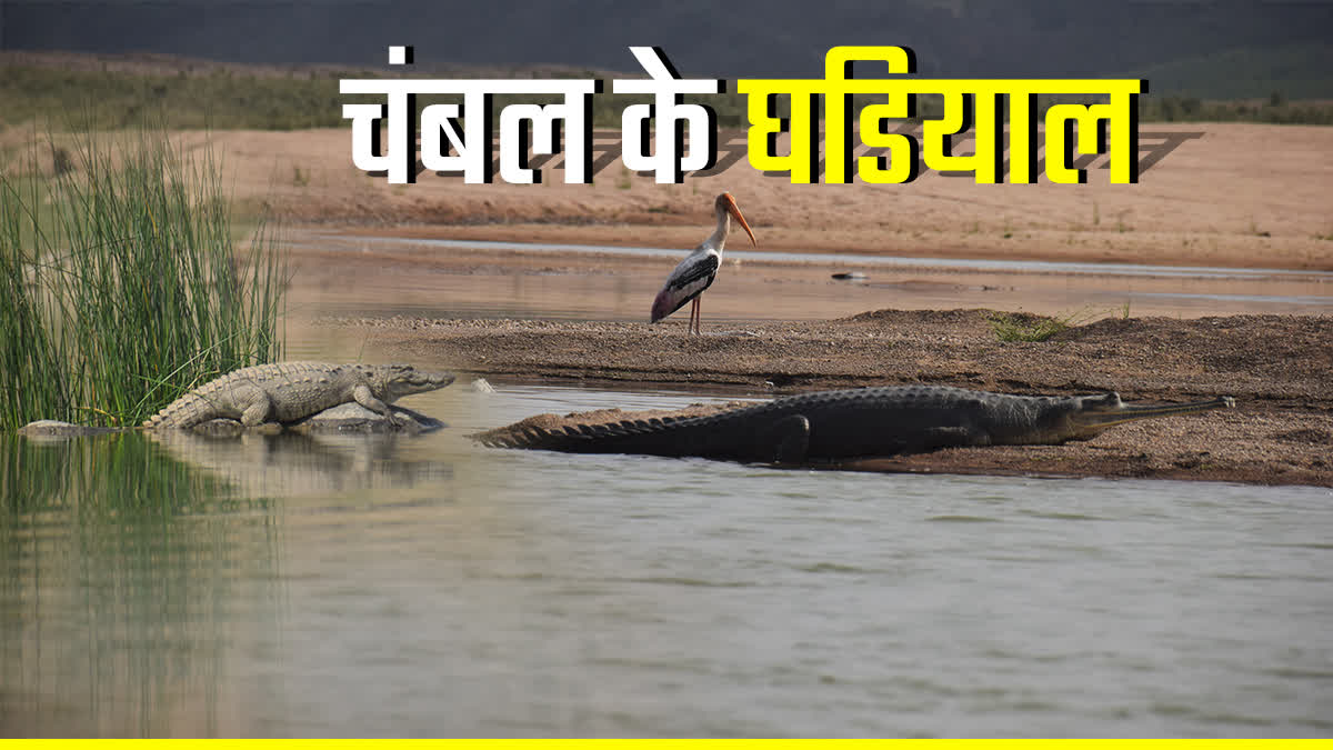 alligators increased in chambal