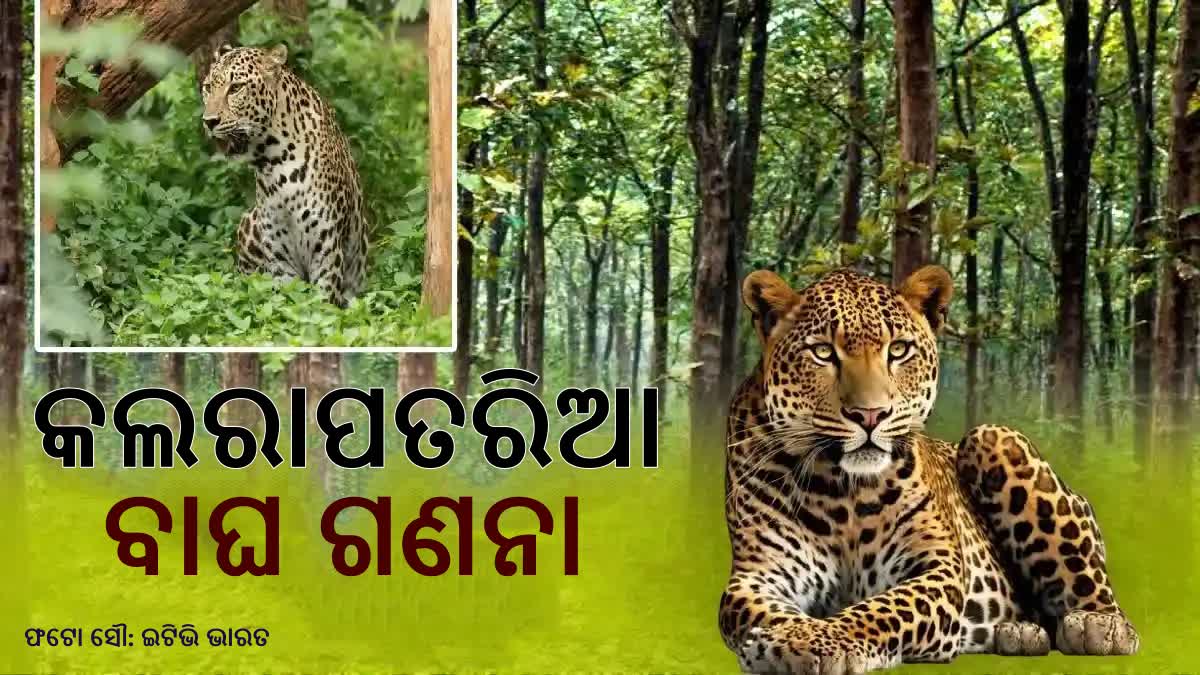 Independent Leopard Census