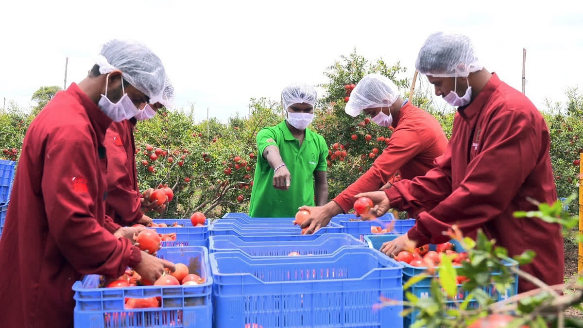 In a first, India exports pomegranates by sea to USA