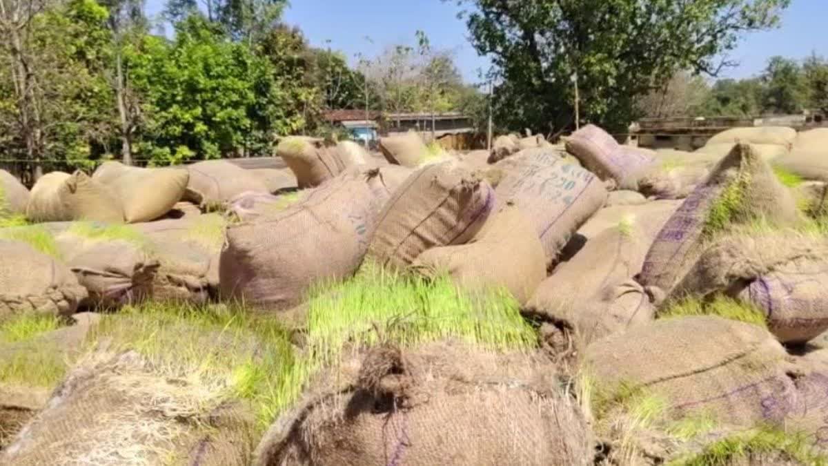 Paddy procurement center