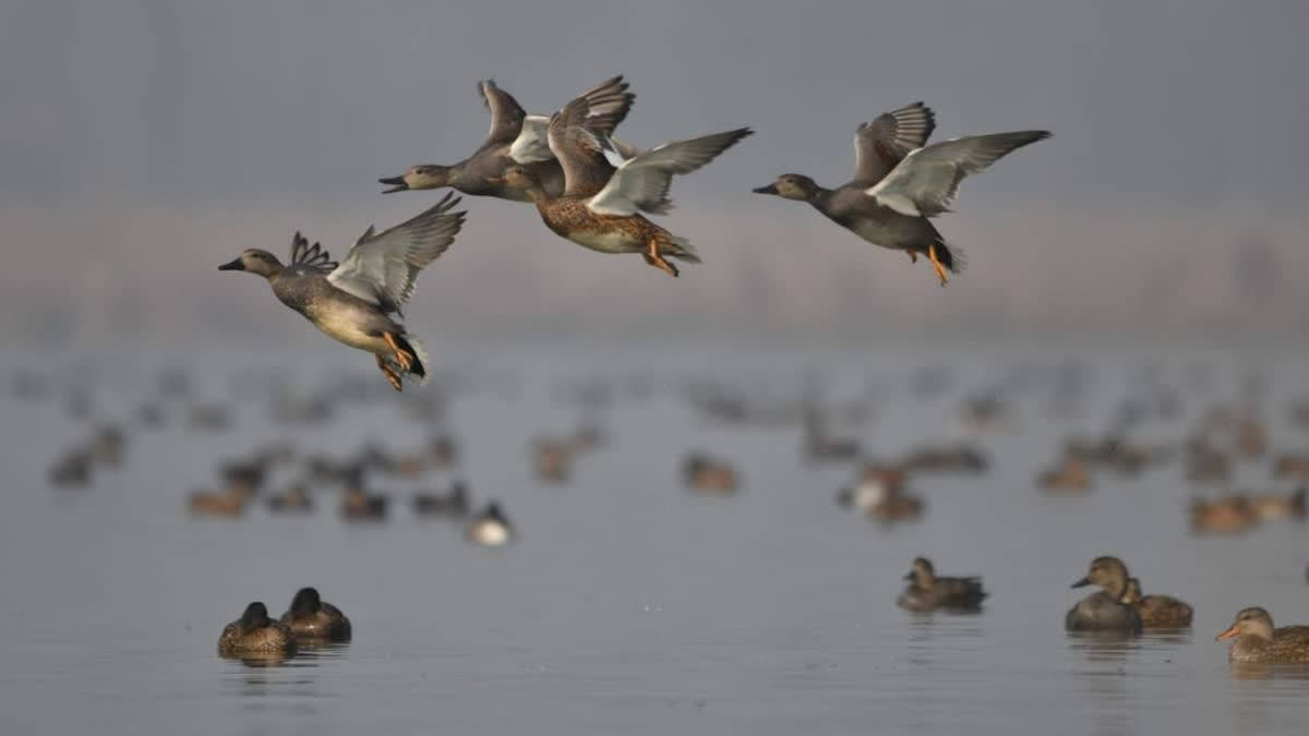 : In a bid to safeguard the fragile ecosystem during the migratory season, the Wildlife Protection Department of Kashmir Division has issued a public notice, declaring several Wetland Reserves as strictly off-limits for the general public.