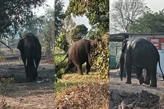 wild elephant  People worried  Belagavi  ಬೆಳಗಾವಿ