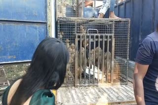 33 monkeys caught