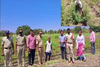 farmer_growing_cannabis_plants_in_the_field_at_satyasai_district