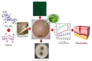 Assam scientists develop wound dressing material using banana fibres