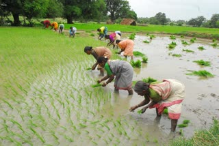 Kharif and Rabi