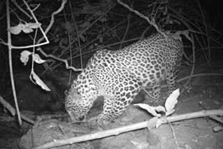 Leopard in Palamu Tiger Reserve