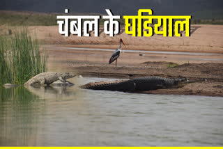 alligators increased in chambal