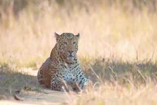 narmadapuram leopards increased
