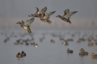 : In a bid to safeguard the fragile ecosystem during the migratory season, the Wildlife Protection Department of Kashmir Division has issued a public notice, declaring several Wetland Reserves as strictly off-limits for the general public.