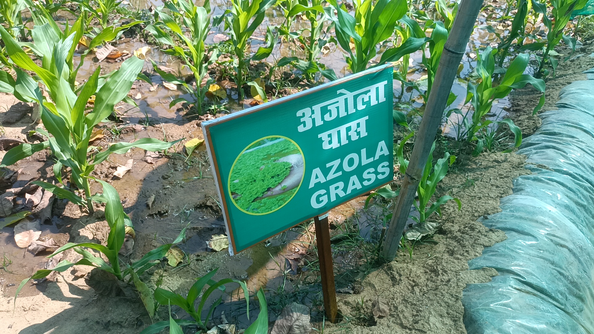 अजोला घास